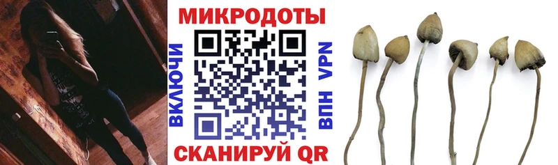 Галлюциногенные грибы Psilocybe Нальчик
